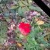 Sue Morton - Facebook