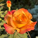 Sue Muller - @nofeathers60 - Instagram