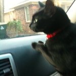 Sue Newman - @mrcat365 - Instagram