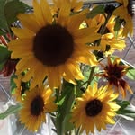 Sue Newman - @jbsnewman - Instagram
