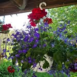 Sue Noll - @nollsue - Instagram