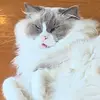 Sueofthenorth - @sueofthenorth - TikTok