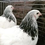 Sue O'Connor - @pontgarregpoultry - Instagram