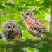 Sue Olmstead - Facebook
