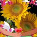 Sue Ott - Facebook