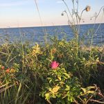 Sue Palumbo - @palumbo6800 - Instagram