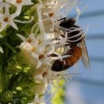Sue Patten - @catsandbees0359 - Instagram