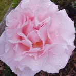 Sue Peck - Facebook