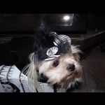 Sue Pettit - @suzzie2209 - Instagram