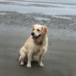 Sue Pettit - @suepettit5115 - Instagram