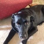 Sue Pettit - @sue_pettit - Instagram