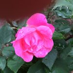Sue Pettit - @sue.pettit.58 - Instagram