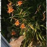 Sue Pitman - @sue.pitman.967 - Instagram