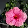Mary Sue Polk - @mary.sue.polk - TikTok