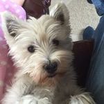 Sue Rawlings - @bugsy162 - Instagram