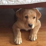Sue Rawson - @rawson9116 - Instagram