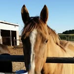 Sue Rector Howard - @countrygirlidaho - Instagram