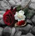 Sue Reece - Facebook