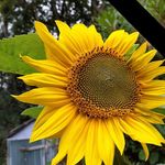 Sue Rees - @sue.rees.3956 - Instagram