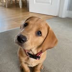 Sue Renner - @suerenner5 - Instagram