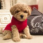 Sue Rettig Pennington - @doodlesofautumn - Instagram