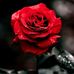Sue Runion - Facebook