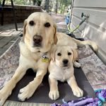 Sue Schmitz - @slschmitz20 - Instagram