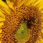 Sue Searle - @suesearle4862 - Instagram
