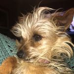 Sadie Sue Shankles - @sadie_sue_shank - Instagram