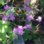 Sue Shank - @sps3004 - Instagram