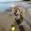 Daisy - @suersharples - TikTok