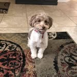 Sue Sharples - @sharpsue12 - Instagram
