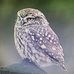 Sue Sharples - Facebook