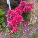 Sue Sharpless - Facebook