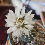 Tonya sue shrum - @tonyasueshrum - Instagram