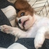 Sue Snook - @happiness.is.furbabies - TikTok