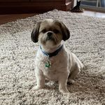 Sue Hart-Somerville - @suebeehive - Instagram