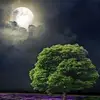 Susan Spangler - @susan.spangler - TikTok