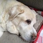 Sue Stanfill - @suestanfill - Instagram