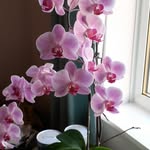 Sue Stanley - @sue.stanley3 - Instagram