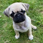 💗Peggy-Sue Staples 🐾 - @peggysue_weloveyou - Instagram