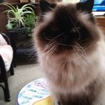 Sue Staples Laub - @sueannlaub - Instagram
