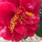 SueEllen Stickley - @sueellenstickley - Instagram
