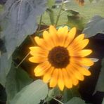 Sue Swartz - Facebook