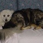 Sue Tidwell - @purplewrangler - Instagram