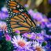 Sue Tobin - Facebook