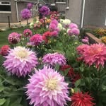 Sue Tompkins - @suebbbb2003 - Instagram