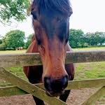 Sue TAYLOR & TROY - @staylor4086 - Instagram