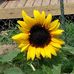 Sue Armstrong Varner - Facebook