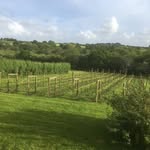 Bosue Vineyard - @bosuevineyard - Instagram